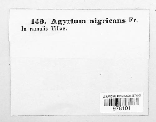 Platygloea nigricans image